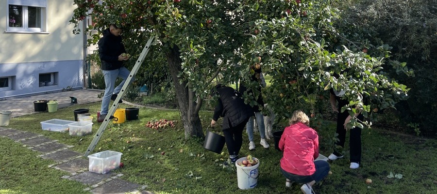 Gepflückt und versaftet! Apfelernte in unserem Bürogarten